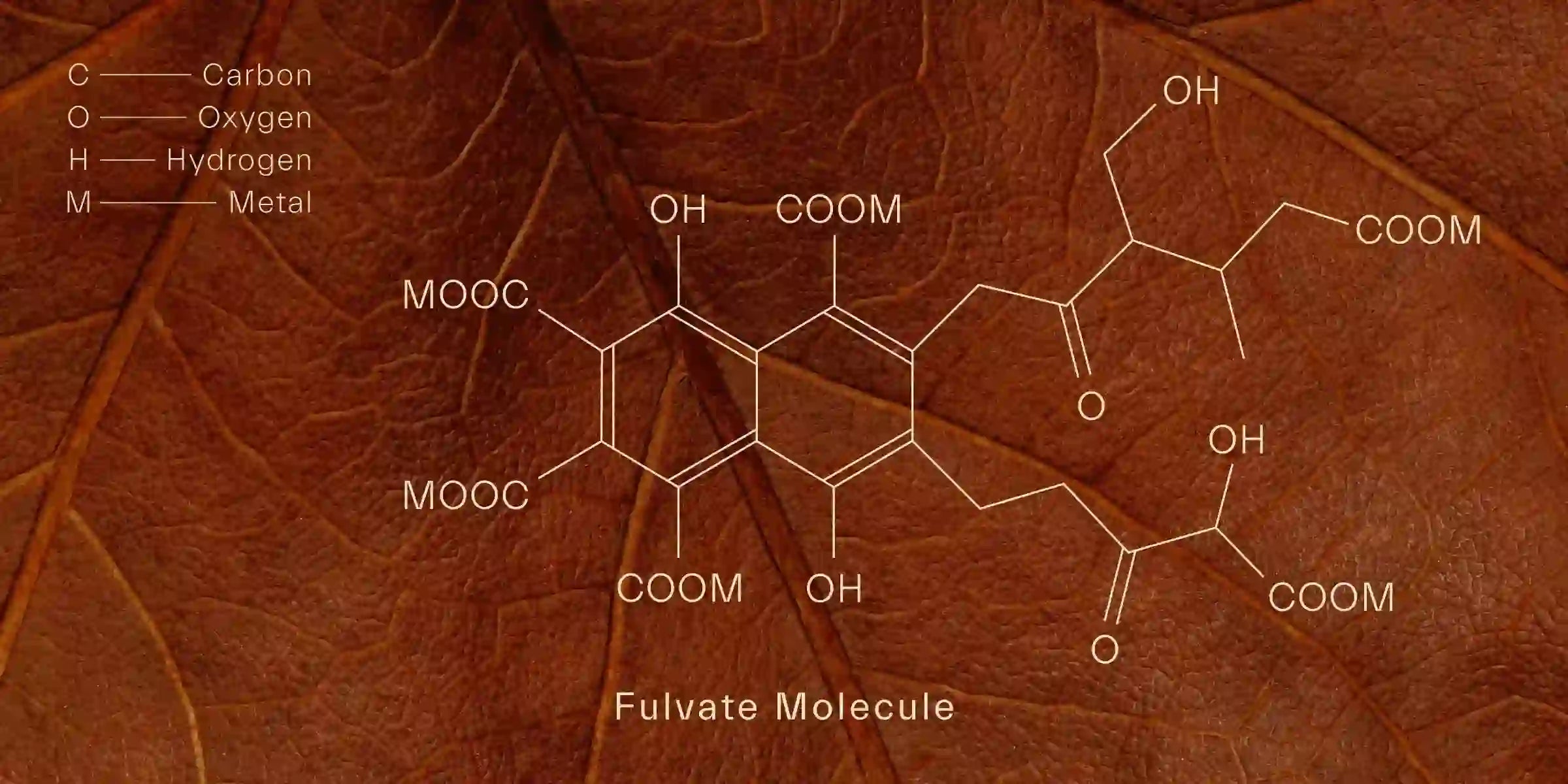 Fulvate Molecule