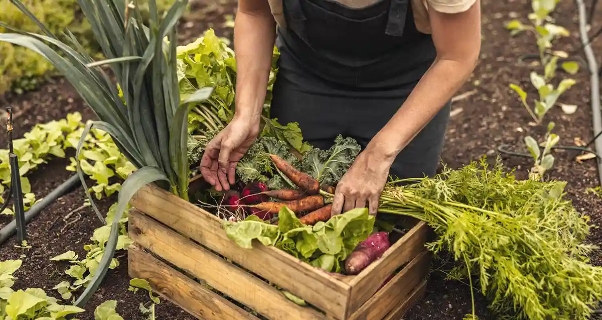 Farmer picking produce out of soil and placing in a wooden crate.